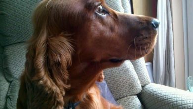 Dachshund Considerations