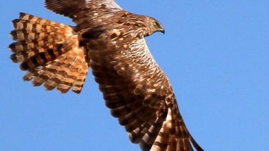 Western marsh harrier - Accipitriformes