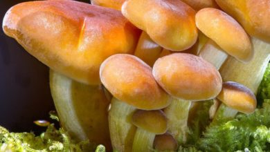 Mushroom Hunting: How to Forage Seasonal Edible Mushrooms: (Mushroom Foraging, Foraging Guide) - Mushroom