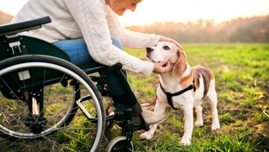 Golden Retriever - Assistance dog