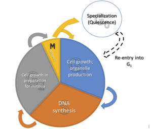 MCAT: Cell Cycle